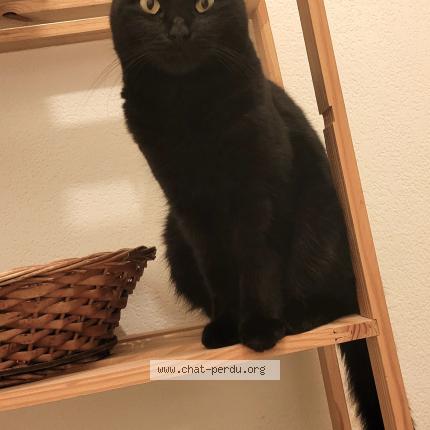 Photo 1/1 Chat retrouvé Perdu à Les aires