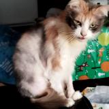 Photo de chat perdu à Corneuil