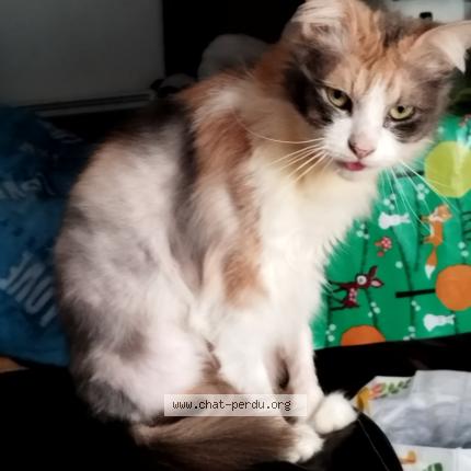 Photo 1/1 Stella Chat perdu à Corneuil