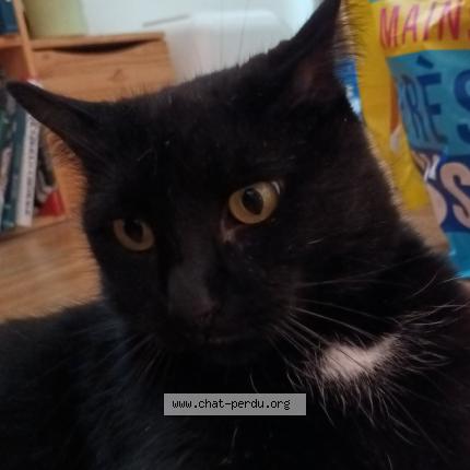 Photo 1/1 Blacko Chat perdu à Echirolles