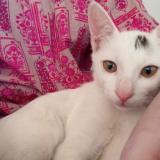 Photo de chat perdu à Karachi