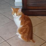 Photo de chat perdu à Saint Jean De Monts