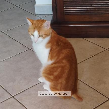 Photo 1/1 Diaval Chat perdu à Saint jean de monts