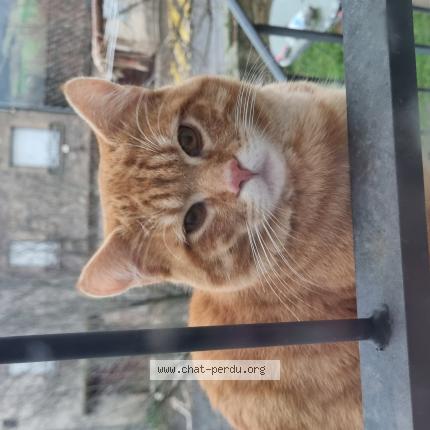 Photo 1/1 Chat retrouvé Trouvé à Cordes Sur Ciel