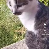 Photo de chat perdu à Roybon