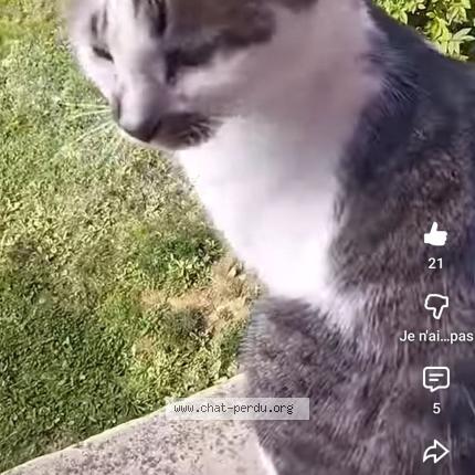 Photo 1/1 Sylvie Baert Chat perdu à Roybon