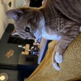 Photo de chat perdu à Auch