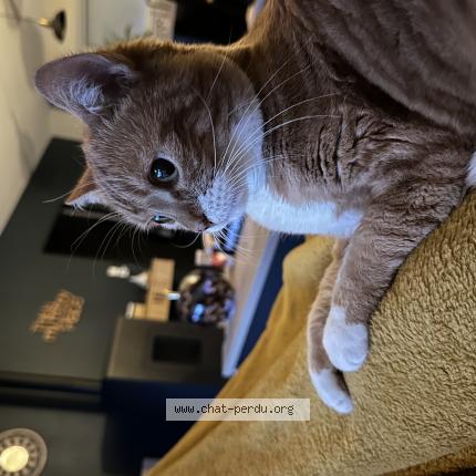 Photo 1/1 Nenette Chat perdu à Auch