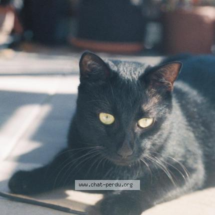 Photo 1/1 Gaston Chat perdu à Saint andre lez lille
