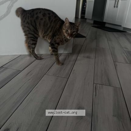 Photo 1/1 Meko Chat perdu à Brandon