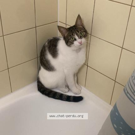 Photo 1/1 Coquillette Chat perdu à Collonge bellerive