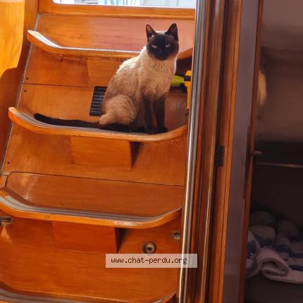 Photo 1/1 Chat retrouvé Perdu à Port leucate