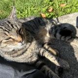 Photo de chat perdu à Agen