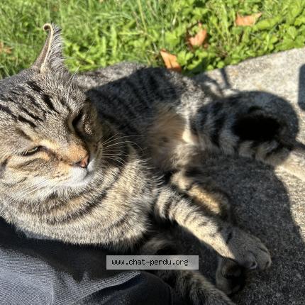 Photo 1/1 Pablo Chat perdu à Agen