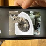 Photo de chat perdu à Serre Chevalier Monetier