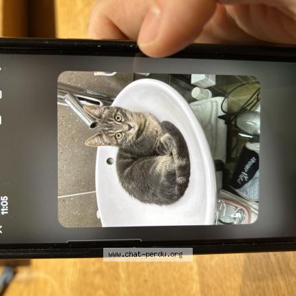 Photo 1/1 Onyx Chat perdu à Serre chevalier monetier