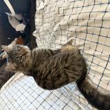 Photo de chat trouvé à Wasilla