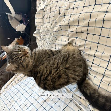 Photo 1/1 Chat trouvé Trouvé à Wasilla