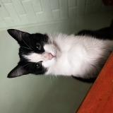 Photo de chat perdu à Labranza