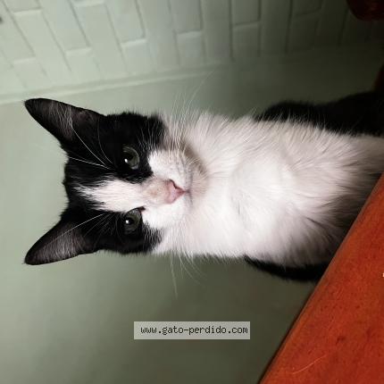 Photo 1/1 Pazita Chat perdu à Labranza