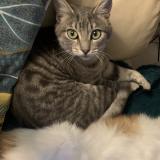 Photo de chat perdu à Montesquieu Volvestre