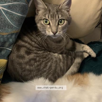 Photo 1/1 Mizou Chat perdu à Montesquieu volvestre