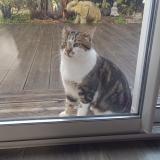 Photo de chat trouvé à Epargnes