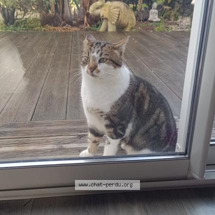 Photo 1/1 Chat trouvé Trouvé à Epargnes