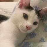 Photo de chat perdu à Bremen