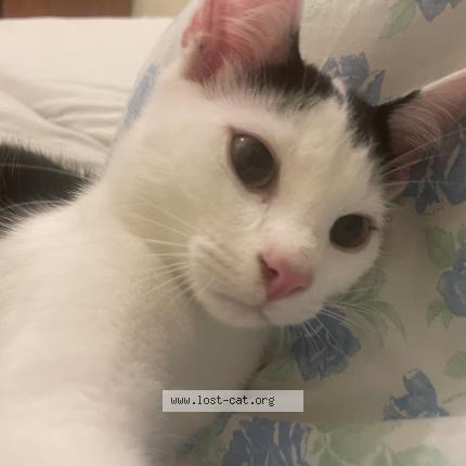 Photo 1/1 Coco Chat perdu à Bremen