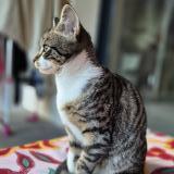 Photo de chat perdu à Aix Les Bains