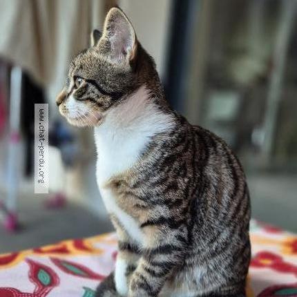 Photo 1/2 Noisette Chat perdu à Aix les bains