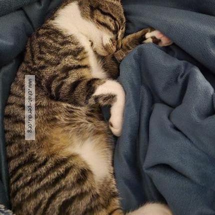 Photo 2/2 Noisette Chat perdu à Aix les bains