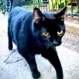 Photo de chat perdu à Montreal