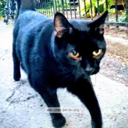 Photo 1/1 Roby Chat perdu à Montreal