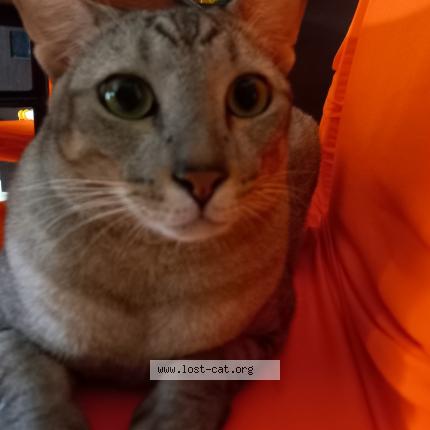 Photo 1/1 Tiger Chat perdu à Singapore