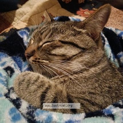 Photo 1/1 Fin Chat perdu à Chico