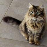 Photo de chat perdu à Saint Geours De Maremne