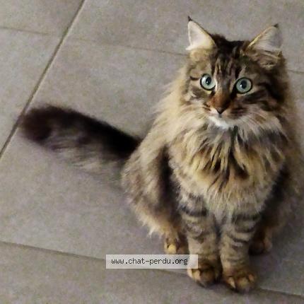 Photo 1/1 Xena Chat perdu à Saint geours de maremne