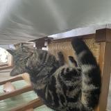 Photo de chat trouvé à Le Mans