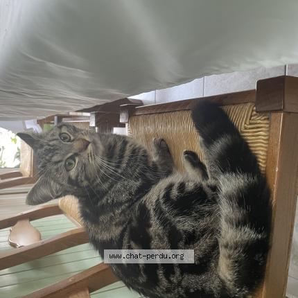 Photo 1/1 Chat retrouvé Trouvé à Le mans