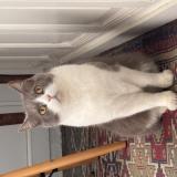 Photo de chat perdu à Saint Junien