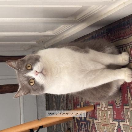 Photo 1/1 Oli Chat perdu à Saint junien