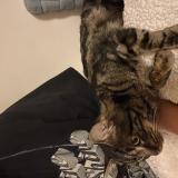 Photo de chat trouvé à Vitry Sur Seine