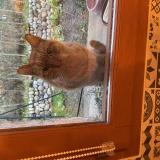 Photo de chat trouvé à Meximieux