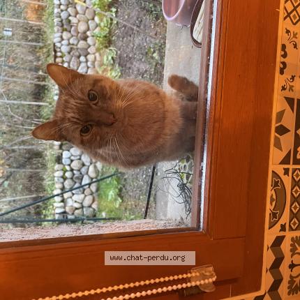 Photo 1/1 Chat retrouvé Trouvé à Meximieux