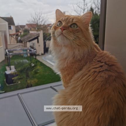Photo de chat trouvé à Lieusaint