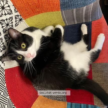 Photo 1/1 Chat retrouvé Perdu à Bordeaux