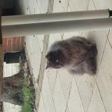 Photo de chat trouvé à L Union