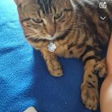 Photo de chat perdu à Eguzon Chantome